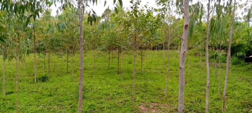 Community tree planting activity
