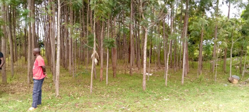 Newly planted trees growth