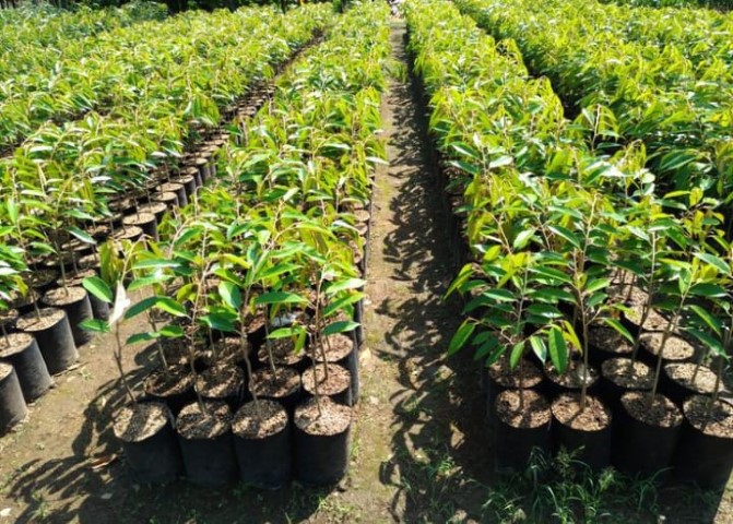 Tree seedlings ready for planting